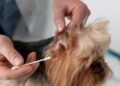 Como Limpar a Orelha de Cachorro