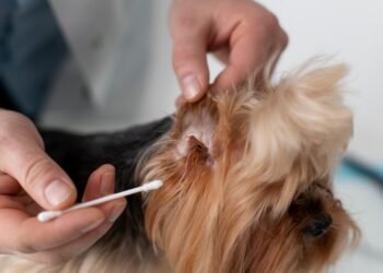 Como Limpar a Orelha de Cachorro