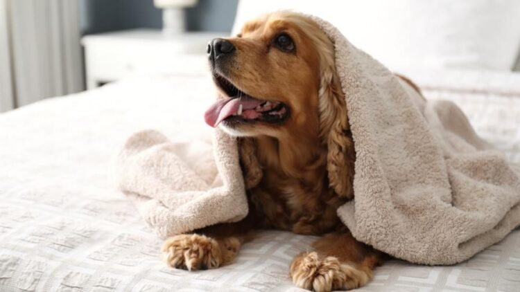 O Que Significa Sonhar com Cachorro