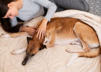 Como Saber se o Cachorro Está com Febre