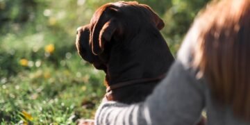 O que fazer quando cachorro morre