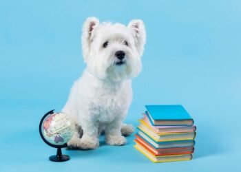 cachorro mais inteligente do mundo