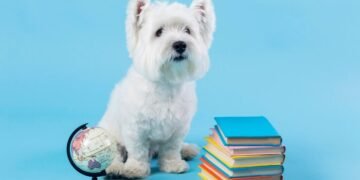 cachorro mais inteligente do mundo