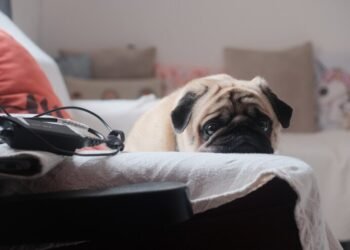 O cachorro se despede antes de morrer