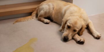 tirar cheiro de xixi de cachorro