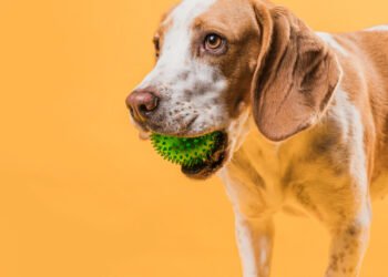 Como escolher brinquedos para cachorro sem gastar à toa