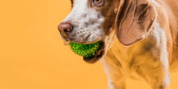 Como escolher brinquedos para cachorro sem gastar à toa
