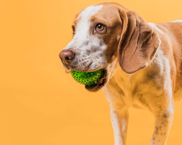 Como escolher brinquedos para cachorro sem gastar à toa