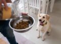 Erros na alimentação de pets que passam despercebidos