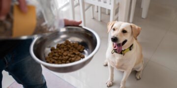 Erros na alimentação de pets que passam despercebidos