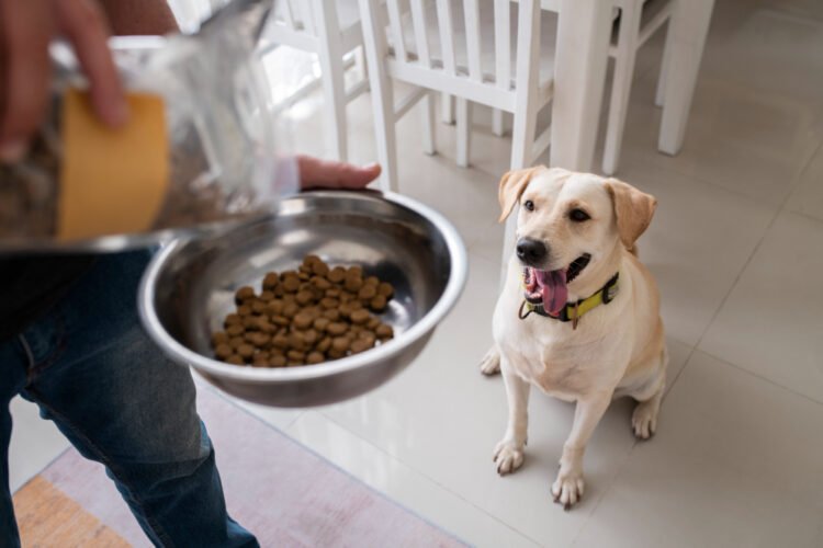 Erros na alimentação de pets que passam despercebidos