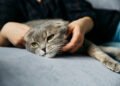 Sinais de estresse em gatos que merecem atenção