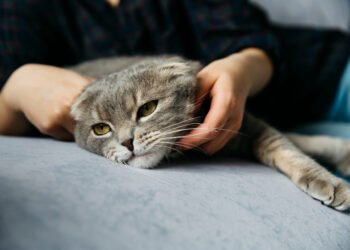 Sinais de estresse em gatos que merecem atenção