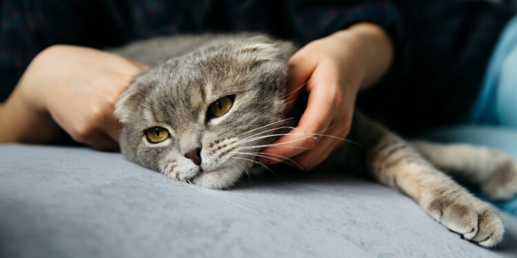 Sinais de estresse em gatos que merecem atenção