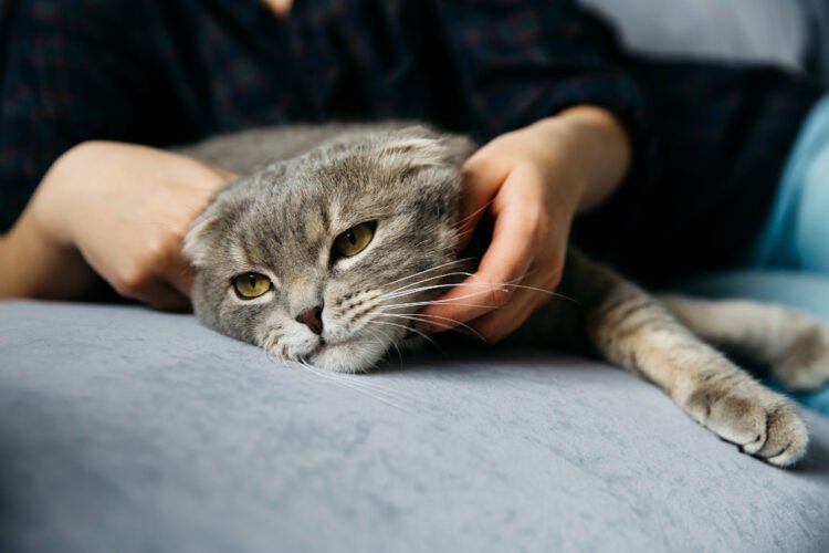 Sinais de estresse em gatos que merecem atenção
