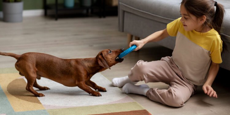 Brincadeiras para cachorro gastar energia em casa