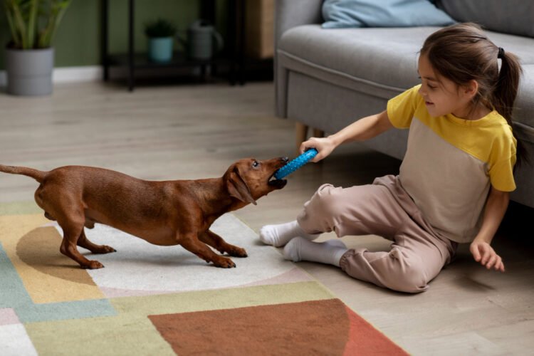 Brincadeiras para cachorro gastar energia em casa