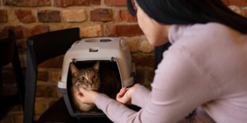 Como acostumar o gato à caixa de transporte sem drama
