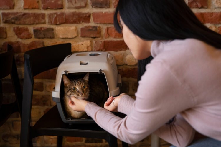 Como acostumar o gato à caixa de transporte sem drama