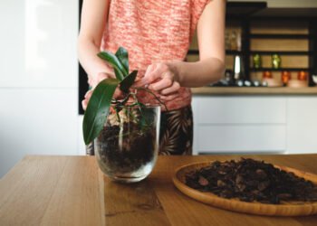 Como cultivar plantas em apartamento sem complicar