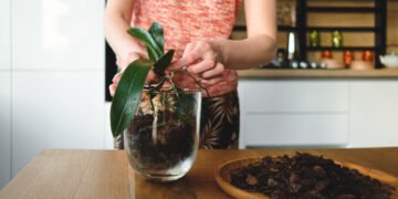 Como cultivar plantas em apartamento sem complicar