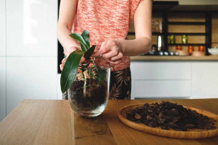 Como cultivar plantas em apartamento sem complicar