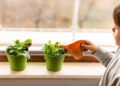 Plantas fáceis para quem esquece de regar às vezes
