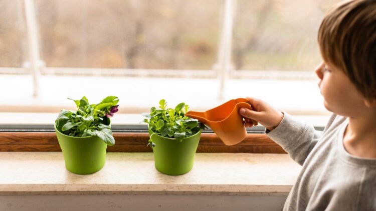 Plantas fáceis para quem esquece de regar às vezes